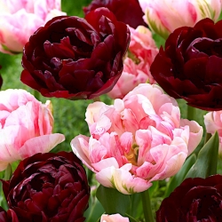 Ensemble tulipe cramoisi et rose clair - 2 varietes - 50 pieces