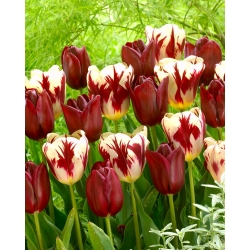 Sett med 2 tulipanvarianter 'Grand Perfection' + 'National Velvet' - 50 stk.