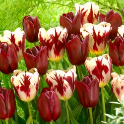 Sett med 2 tulipanvarianter 'Grand Perfection' + 'National Velvet' - 50 stk.