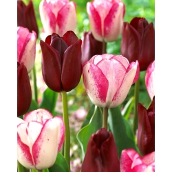 Conjunto de 2 variedades de tulipa 'Playgirl' + 'National Velvet' - 50 unidades