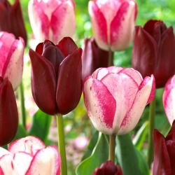Sett med 2 tulipanvarianter 'Playgirl' + 'National Velvet' - 50 stk