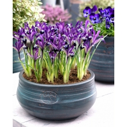 Netted iris Spot On - Large Pack! - 100 pcs; Golden netted iris