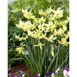 Narcis, narcis 'Exotic Mystery' - Grootverpakking - 50 st - 