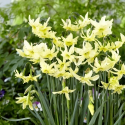 Narcis, narcis 'Exotic Mystery' - Grootverpakking - 50 st - 