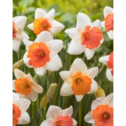 Daffodil, narcissus Chromacolor - paket besar! - 50 buah - 