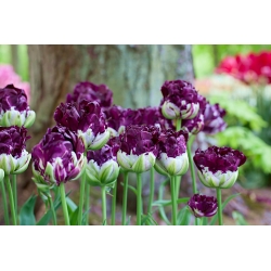 Tulipe Wow - 5 pieces