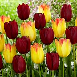 Conjunto de 2 variedades de tulipa 'Suncatcher' + 'National Velvet' - 50 unidades