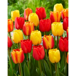 Apeldoorn '- conjunto amarillo y rojo de 3 variedades de tulipanes - 45 piezas