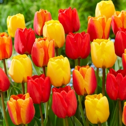 Apeldoorn '- ensemble jaune et rouge de 3 varietes de tulipes - 45 pieces
