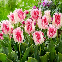 Tulip Drakensteyn - 5 adet - 