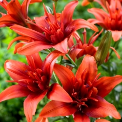 Lili asiatik berbunga ganda - Kembar Merah - paket besar! - 10 buah - 