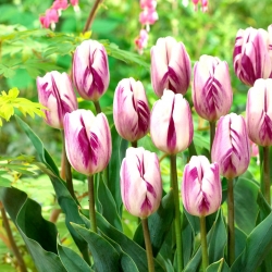 Tulip 'Flaming Flag' - large package - 50 pcs