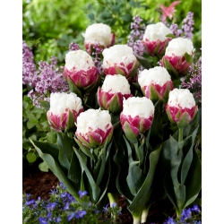 Tulipán „Zmrzlina“ - veľké balenie - 50 ks