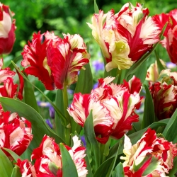 Tulipe 'Estella Rijnveld' - grand paquet - 50 pcs