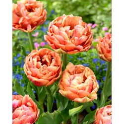Tulip 'Copper Image' - iso pakkaus - 50 kpl - 