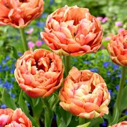 Tulipan 'Copper Image' - velika embalaža - 50 kosov