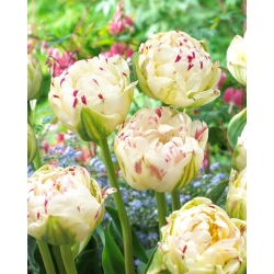 Tulipe 'Danceline' - grand paquet - 50 pcs