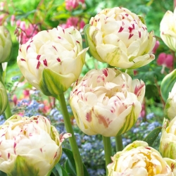 Tulipe 'Danceline' - grand paquet - 50 pcs