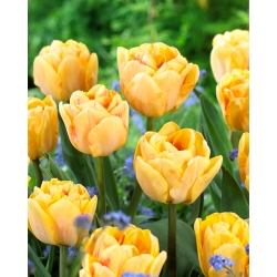 Tulip 'Foxy Foxtrot' - large package - 50 pcs