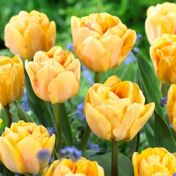 Tulipe 'Foxy Foxtrot' - grand paquet - 50 pcs