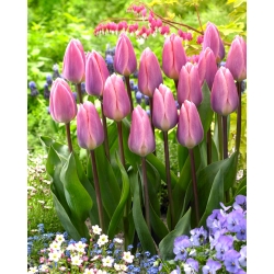 Tulip 'Light And Dreamy' - large package - 50 pcs