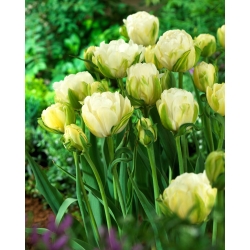 Tulipe 'Maureen Double' - grand paquet - 50 pcs