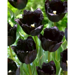 Tulpė „Fringed Black“ - didelė pakuotė - 50 vnt.