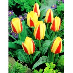 Tulipano 'Gluck' - confezione grande - 50 pz