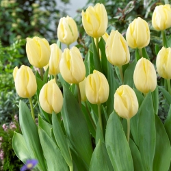 Tulip 'Creme Flag' - paquete grande - 50 piezas