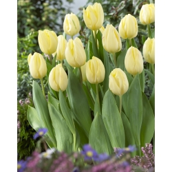 Tulip 'Creme Flag' - paquete grande - 50 piezas