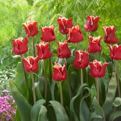 Tulipa Elegant Crown '- pacote grande - 50 unidades