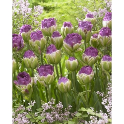 Tulip 'Exquisit' - embalagem grande - 50 unidades