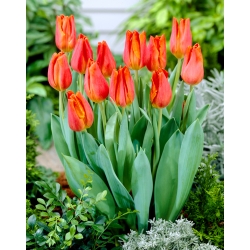 Tulip 'Fidelio' - embalagem grande - 50 unidades