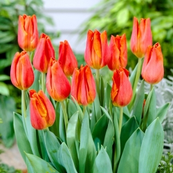 Tulip 'Fidelio' - paquete grande - 50 piezas