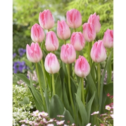 Tulip 'First Class' - large package - 50 pcs