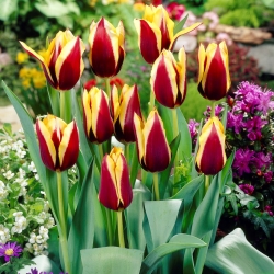 Tulip 'Gavota' - paquete grande - 50 piezas