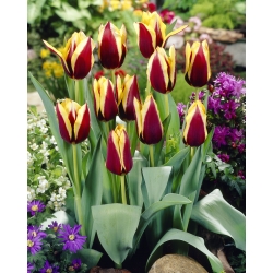 Tulip 'Gavota' - paquete grande - 50 piezas