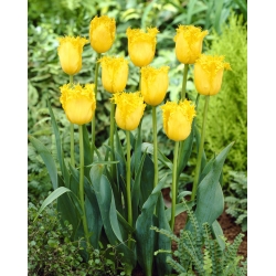 Tulip 'Hamilton' - large package - 50 pcs