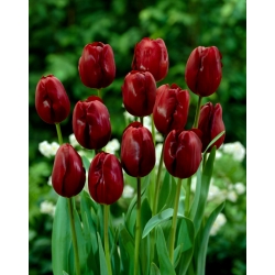 Tulipan 'Jan Reus' - stor pakke - 50 stk