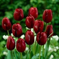 Tulipan 'Jan Reus' - stor pakke - 50 stk