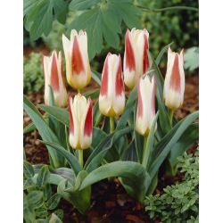 Tulip 'Johann Strauss' - pacote grande - 50 unidades