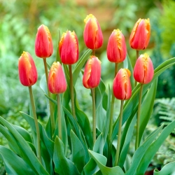 Tulip 'Lambada' - large package - 50 pcs