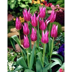 Tulip 'Maytime' - large package - 50 pcs