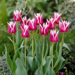 Tulipano a fiore di giglio Claudia - confezione grande - 50 pz