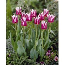 Liljeblomstret tulipan Claudia - stor pakke - 50 stk.