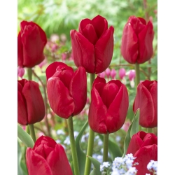 Tulip 'Ile de France' - iso pakkaus - 50 kpl - 