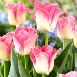 Tulipa 'Coroa da Dinastia' - pacote grande - 50 unidades