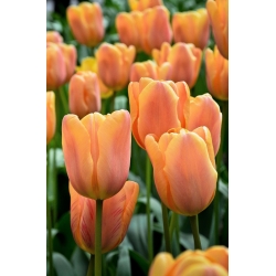 Tulipan 'Daydream' - velika embalaža - 50 kosov