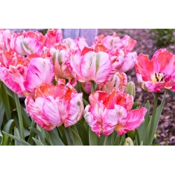 Tulipe 'Elsenburg' - grand paquet - 50 pcs
