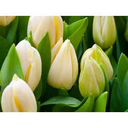 Lemon Giant' tulip - large package - 50 pcs